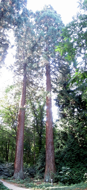 Sequoia29.JPG