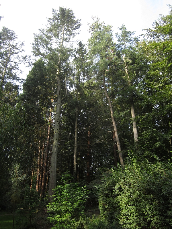 Sequoia18.JPG