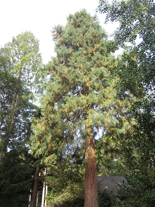 Sequoia08.JPG