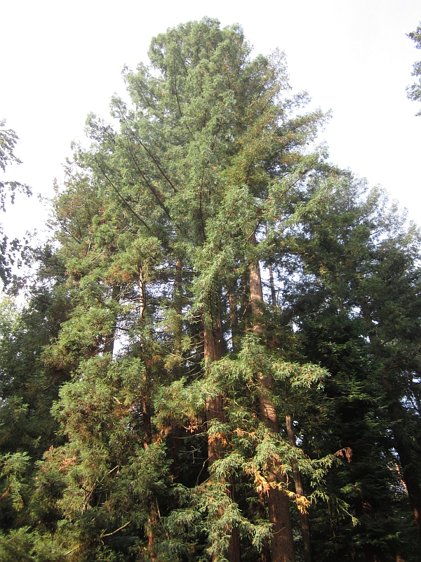Sequoia23.JPG