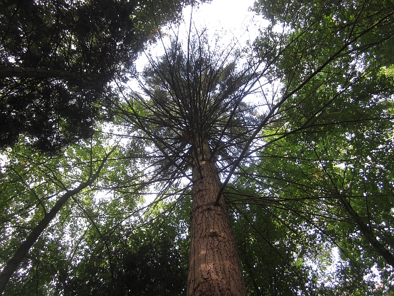 Sequoia17.JPG