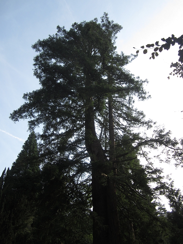 Sequoia25.JPG