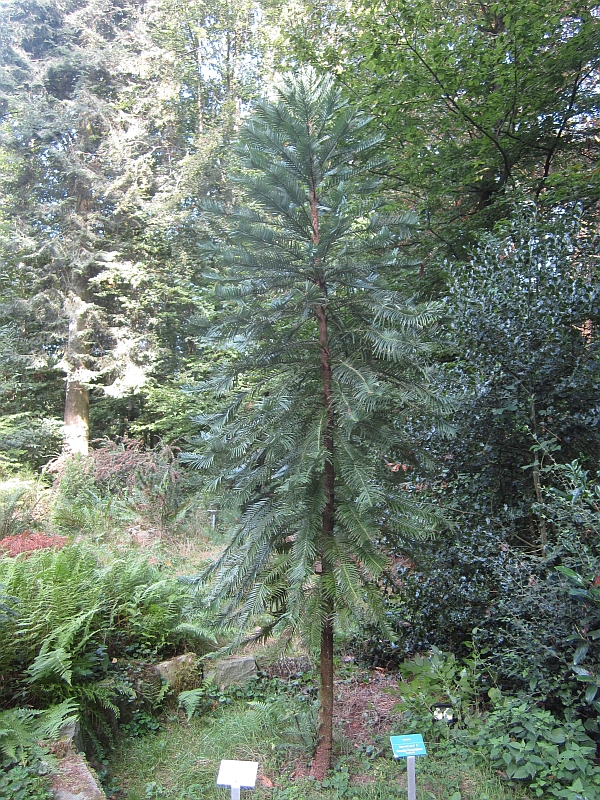 Sequoia20.JPG