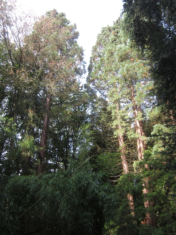 Sequoia16.JPG