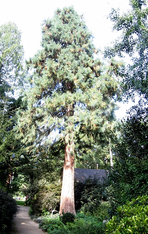 Sequoia28.JPG